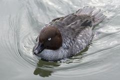 goldeneye_05Feb23