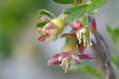 gooseberry-flowers_09Apr26