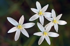 grass-lily_04May26