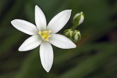 grass-lily_08May22