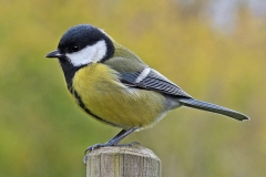 great-tit_28Nov19