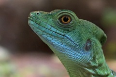 green-basilisk_01May17