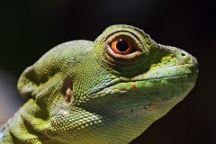 green-basilisk_23Jan24