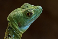 green-basilisk_30Apr17