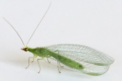 green-lacewing_11Aug25
