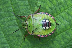 green-shield-bug_09Sep22