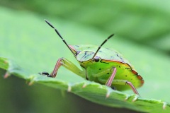 green-shield-bug_10Sep22