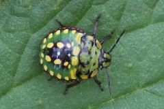 green-shield-bug_11Sep22