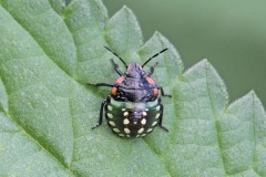 green-shield-bug_12Sep22