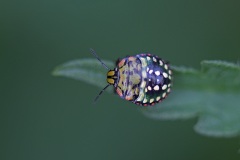 green-shield-bug_16Jul25