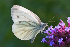green-veined-white_06Jul22