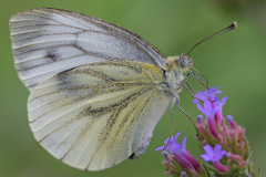 green-veined-white_10Jul26