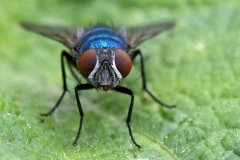 greenbottle-fly-_06Jul17