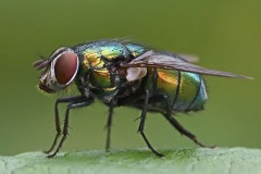 greenbottle-fly_20Jul22