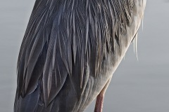 grey-heron_05Mar22
