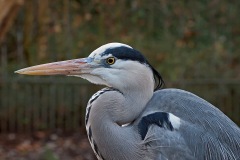 grey-heron_06Jan24