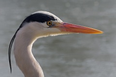 grey-heron_06Mar22