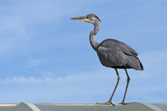 grey-heron_25Sep26