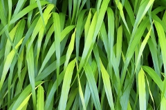 hakone-grass_14Jun20