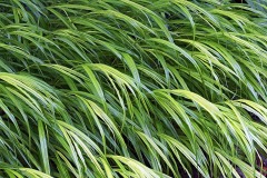 hakone-grass_20Aug23
