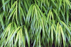 hakone-grass_21Aug23
