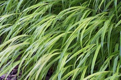 hakone-grass_22Aug23