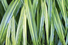 hakone-grass_23Aug23