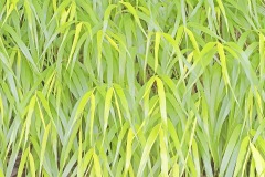 hakone-grass_24Aug23
