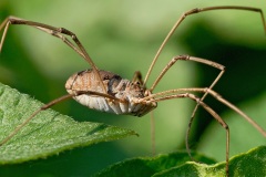 harvestman_03Jul13