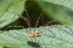 harvestman_05Sep22