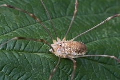 harvestman_06Sep22