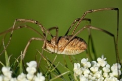 harvestman_14Jun14