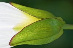 hedge-bindweed_24Jul22