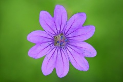 hedgerow-cranesbill_22Jul22