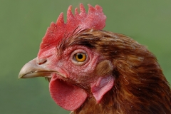 hen_17Mar08