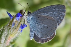holly-blue_30Jul22