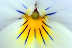 horned-pansy_07Feb22