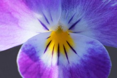 horned-pansy_16Mar22