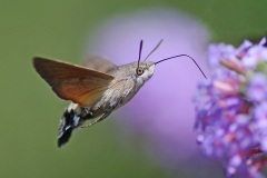 hummingbird-hawk-moth_27Aug22