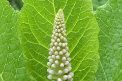 indian-pokeweed_11May25