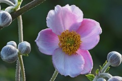 japanese-windflower_27Aug23