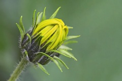 jerusalem-artichoke_16Sep22