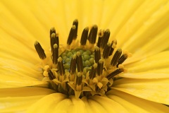 jerusalem-artichoke_17Sep22
