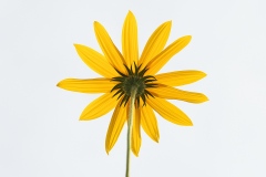 jerusalem-artichoke_25Sep22