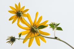 jerusalem-artichoke_26Sep22