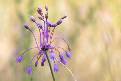 keeled-garlic_03Aug26