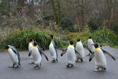 king-penguins_07Jan24