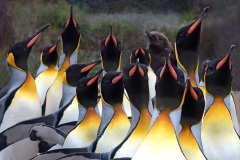 king-penguins_11Jan24