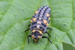 ladybird-larva_11May26