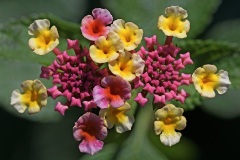 lantana-camara_12Sep23